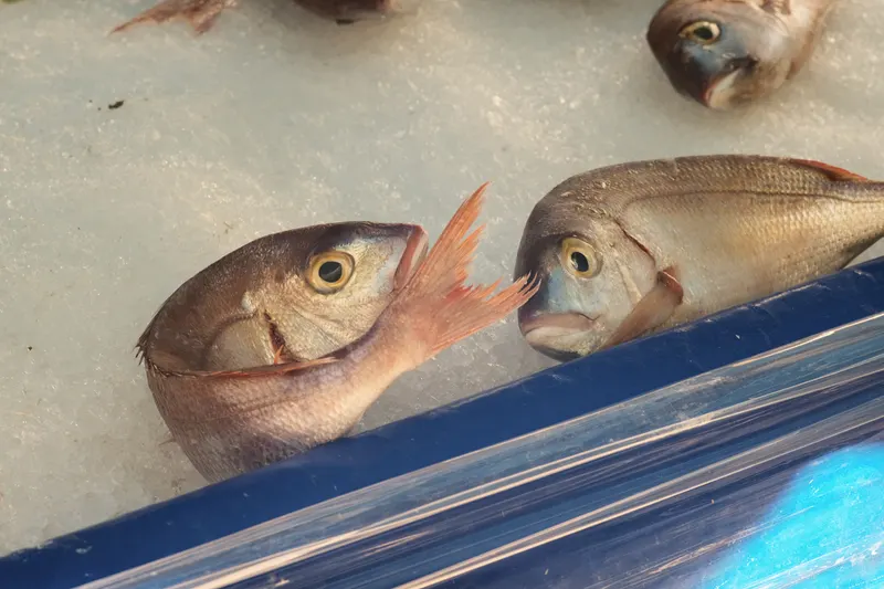Poissonneries, photo 10 sur 18