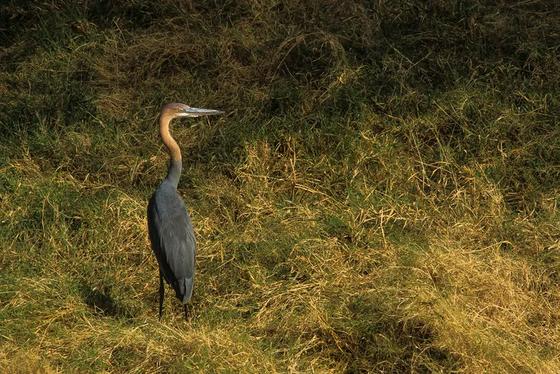 Animaux, photo 22 sur 28