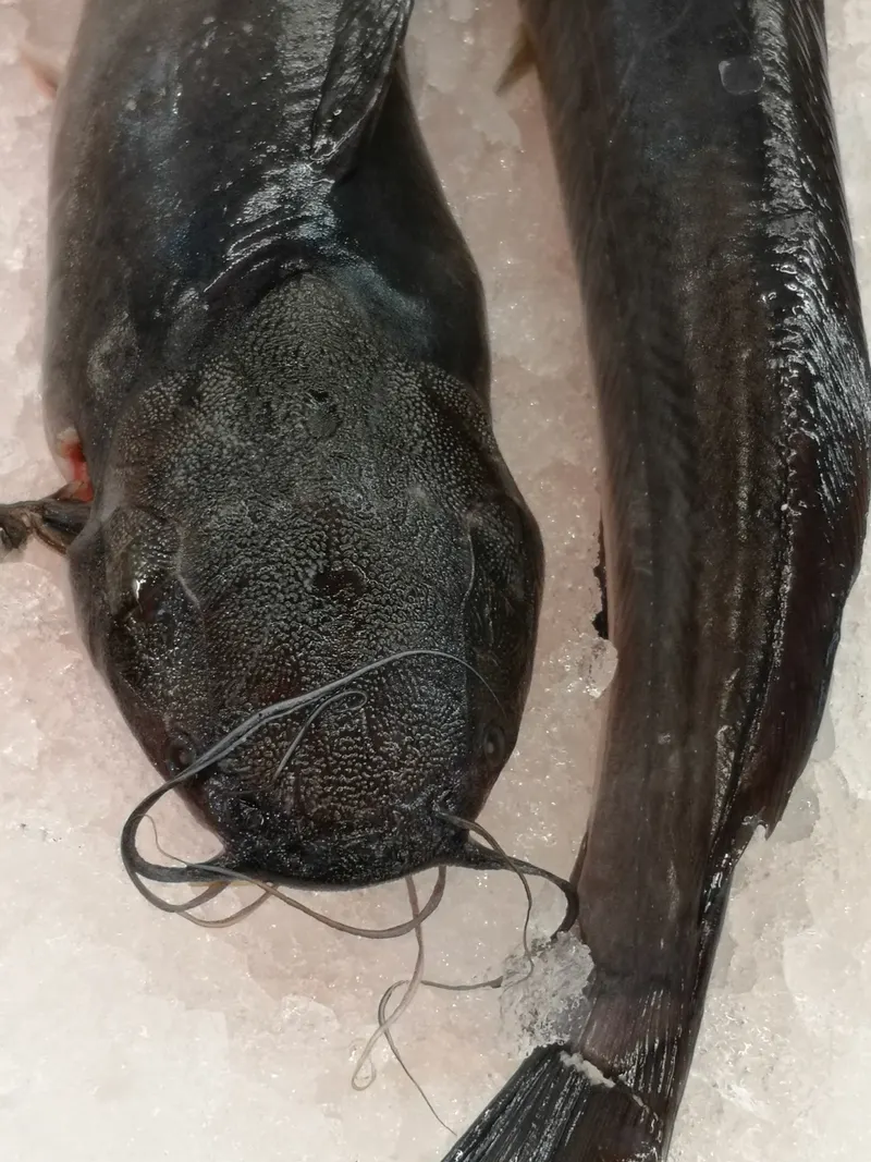 Poissonneries, photo 16 sur 18