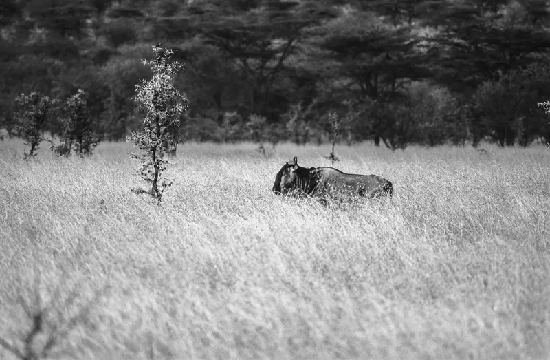 Animaux, photo 26 sur 28