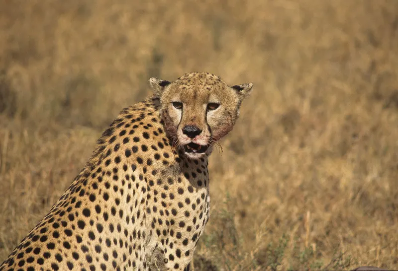 Animaux, photo 2 sur 28