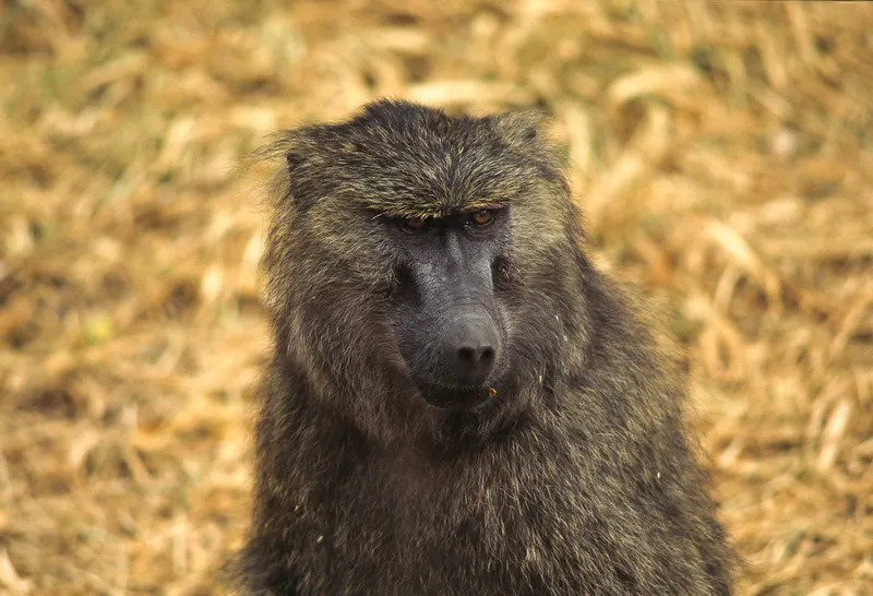 Animaux, photo 10 sur 28