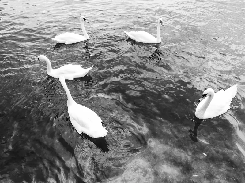 Noir, photo 2 sur 18