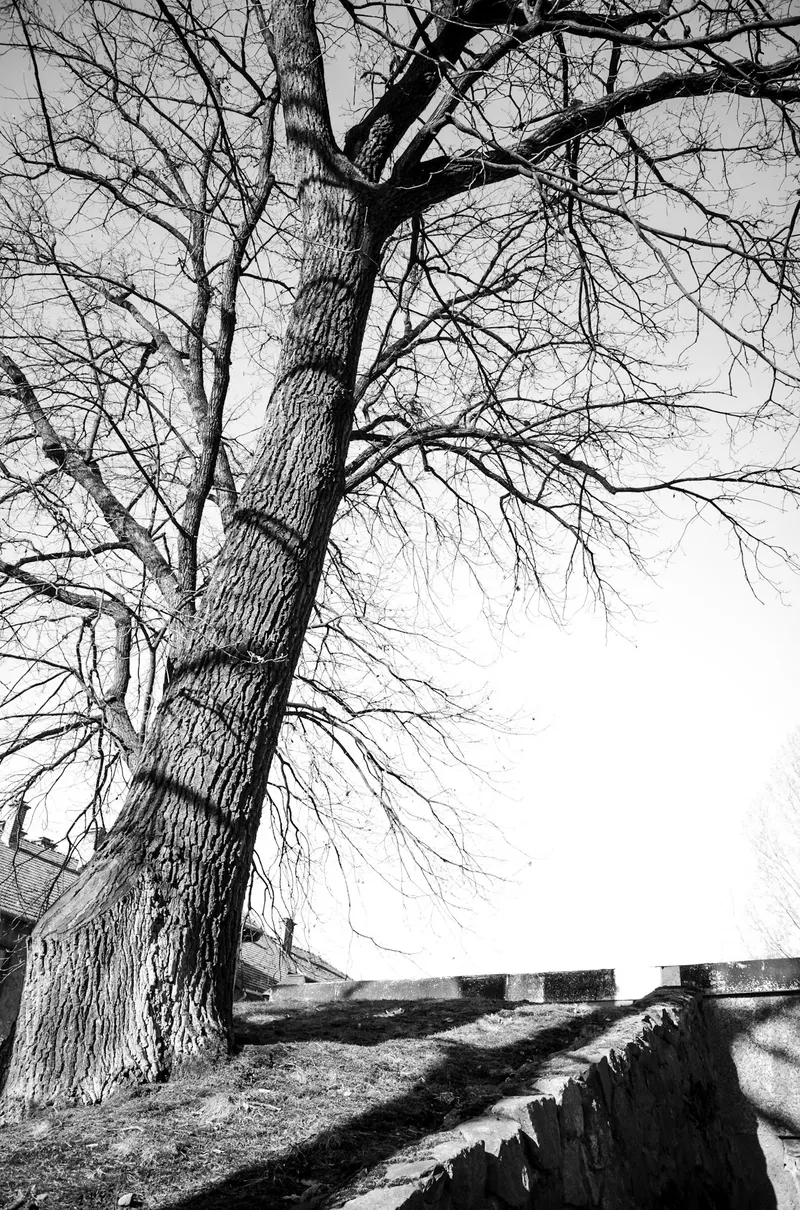 Auschwitz-Birkenau, photo 27 sur 40