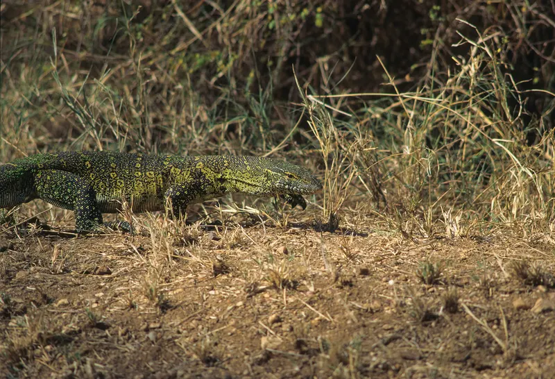 Animaux, photo 23 sur 28