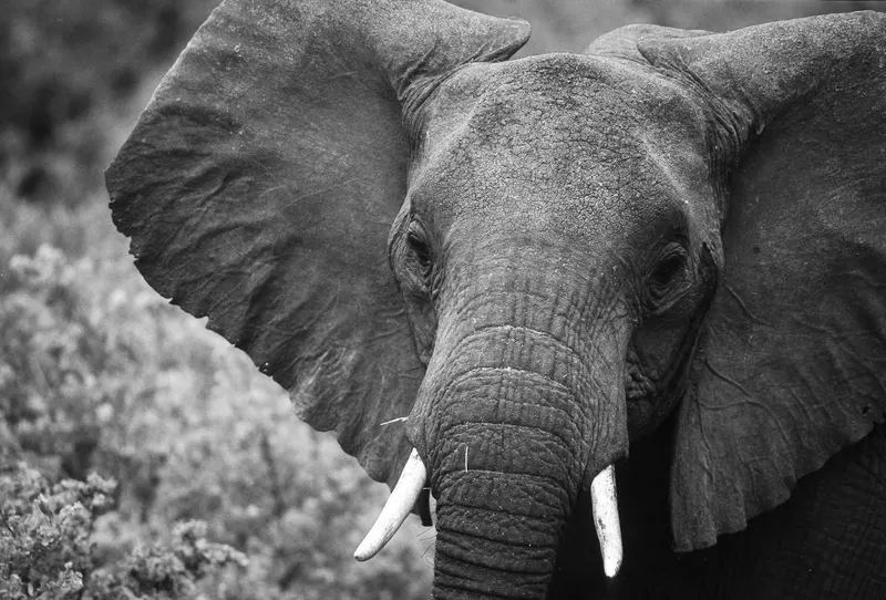 Animaux, photo 25 sur 28