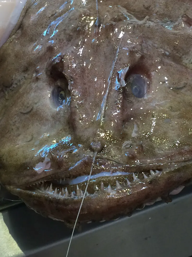 Poissonneries, photo 15 sur 18