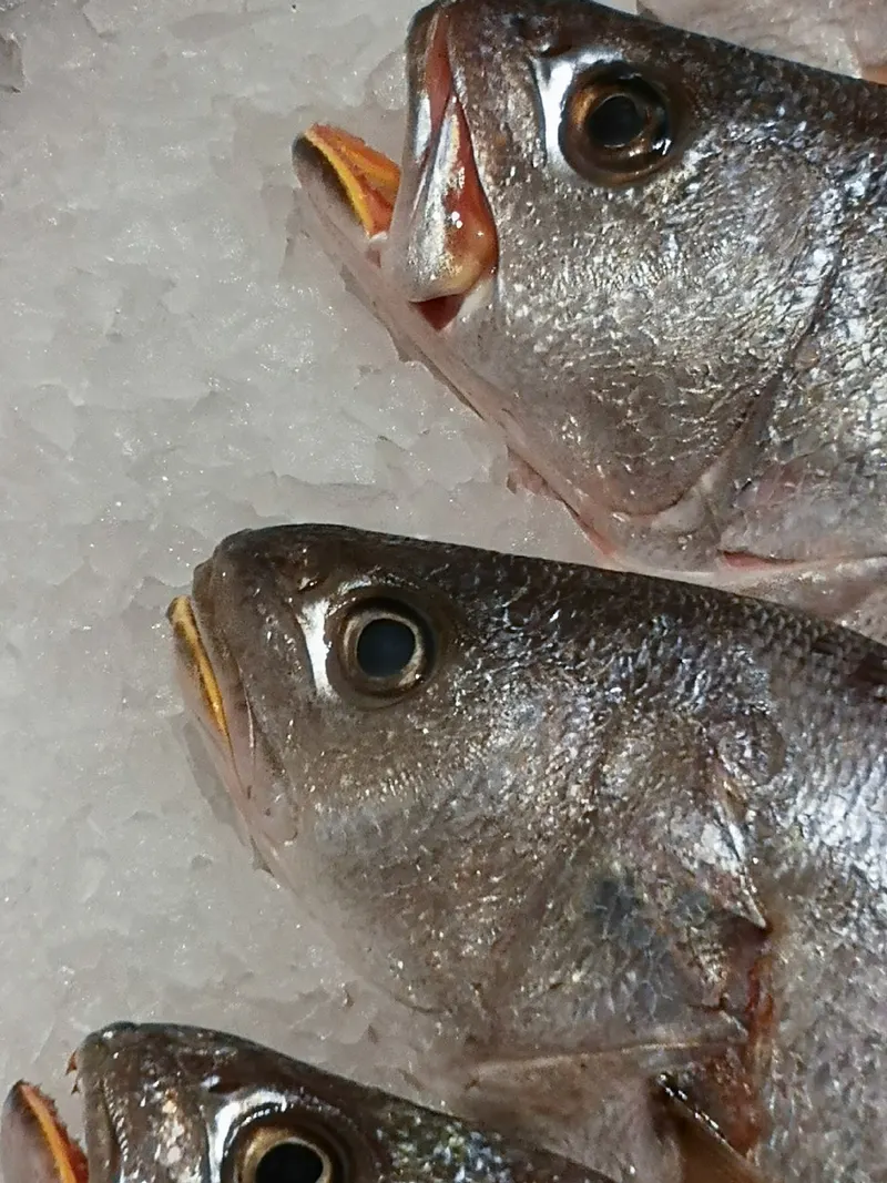 Poissonneries, photo 8 sur 18