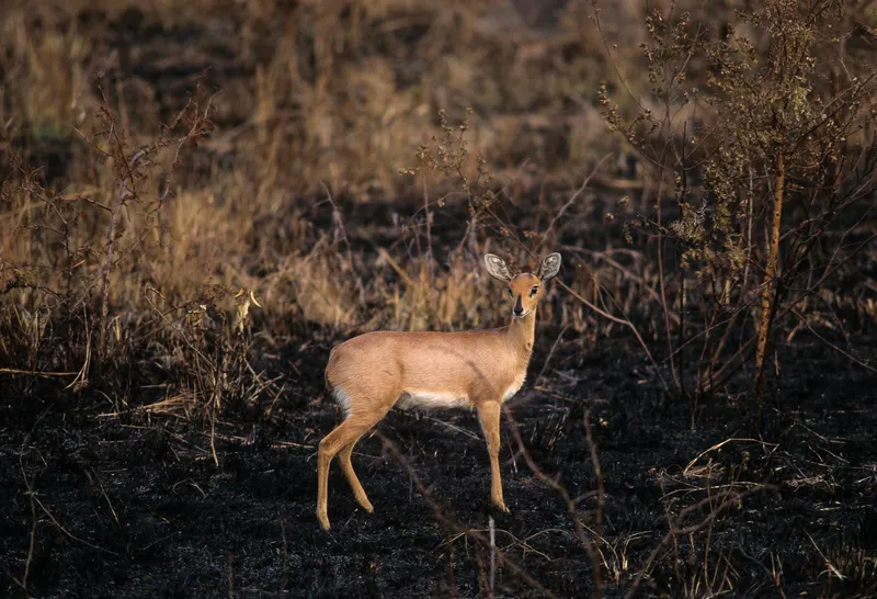 Animaux, photo 24 sur 28